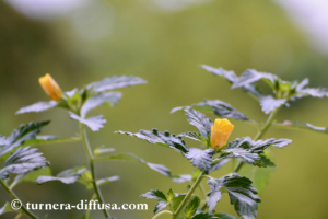 Turnera ulmifolia – die großblättrige, „falsche“ Damiana