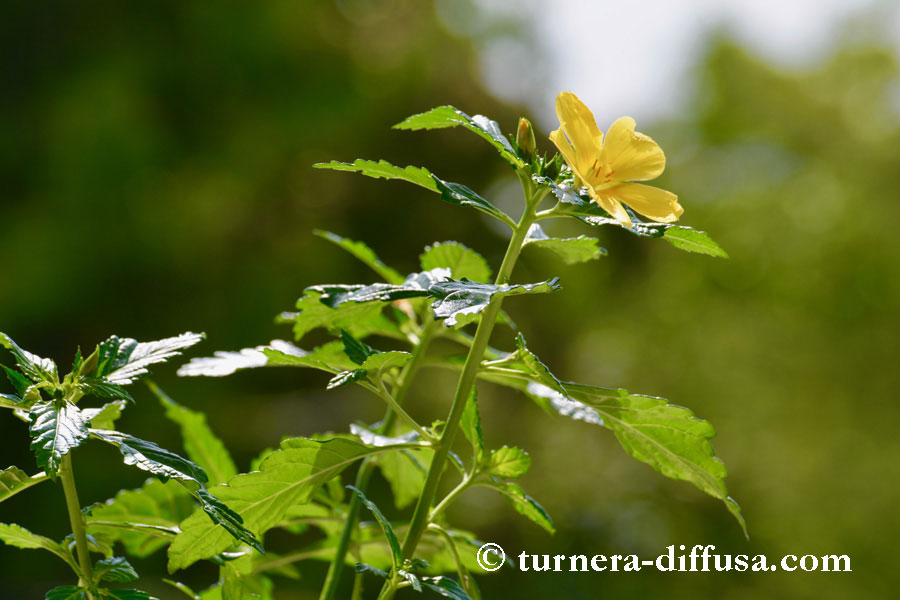 Damiana Turnera ulmifolia