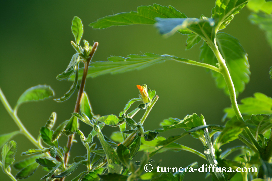 Turnera diffusa – die kleinblättrige Damiana